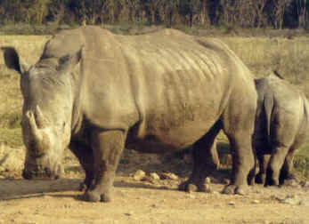rhino.jpg (196924 bytes)